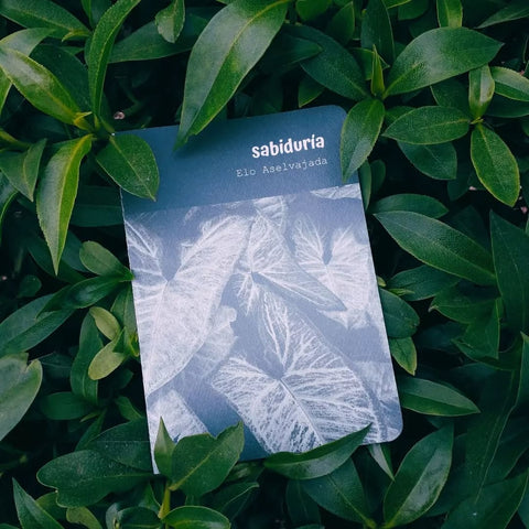 sabiduría | Elo Aselvajada